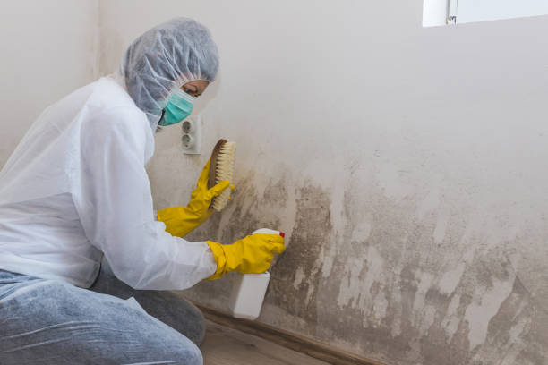 Trusted Crosby, MN Mold Remediation Experts