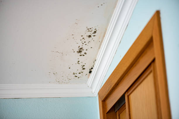 Best Commercial Mold Remediation in Crosby, MN