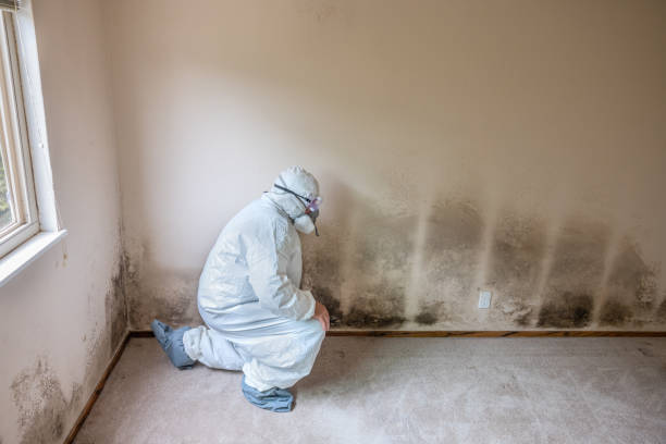 Best Post-Flood Mold Remediation in Crosby, MN