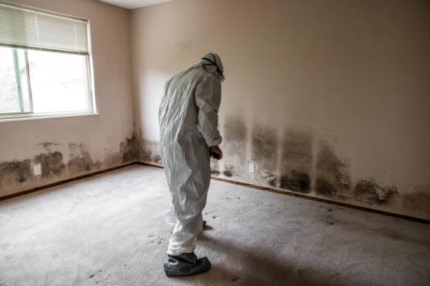 Best Mold Testing and Inspection Services in Crosby, MN