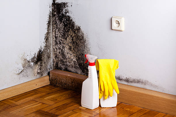 Best Industrial Mold Remediation in Crosby, MN