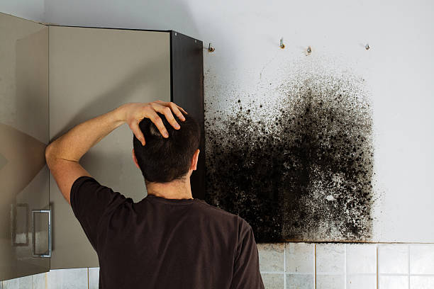Best Black Mold Remediation in Crosby, MN