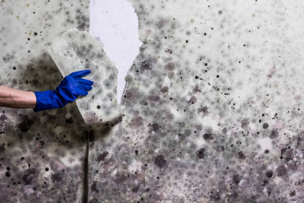 Best White Mold Remediation in Crosby, MN