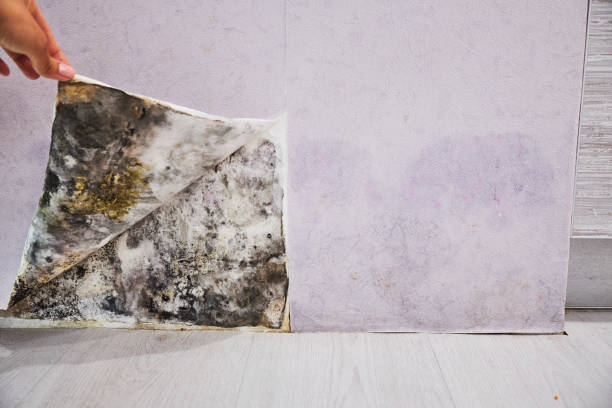 Best Insurance-Related Mold Remediation in Crosby, MN